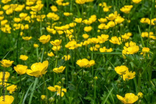 Yellow flowers in green grass © Anastasija