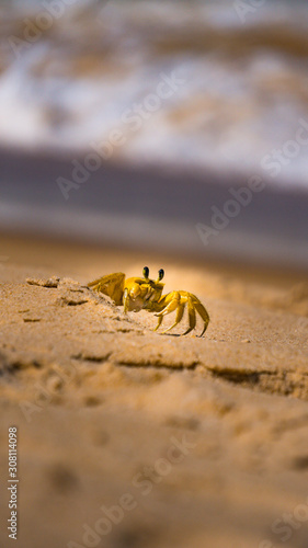 crab beach sand animal nature island floripa florianopolis 