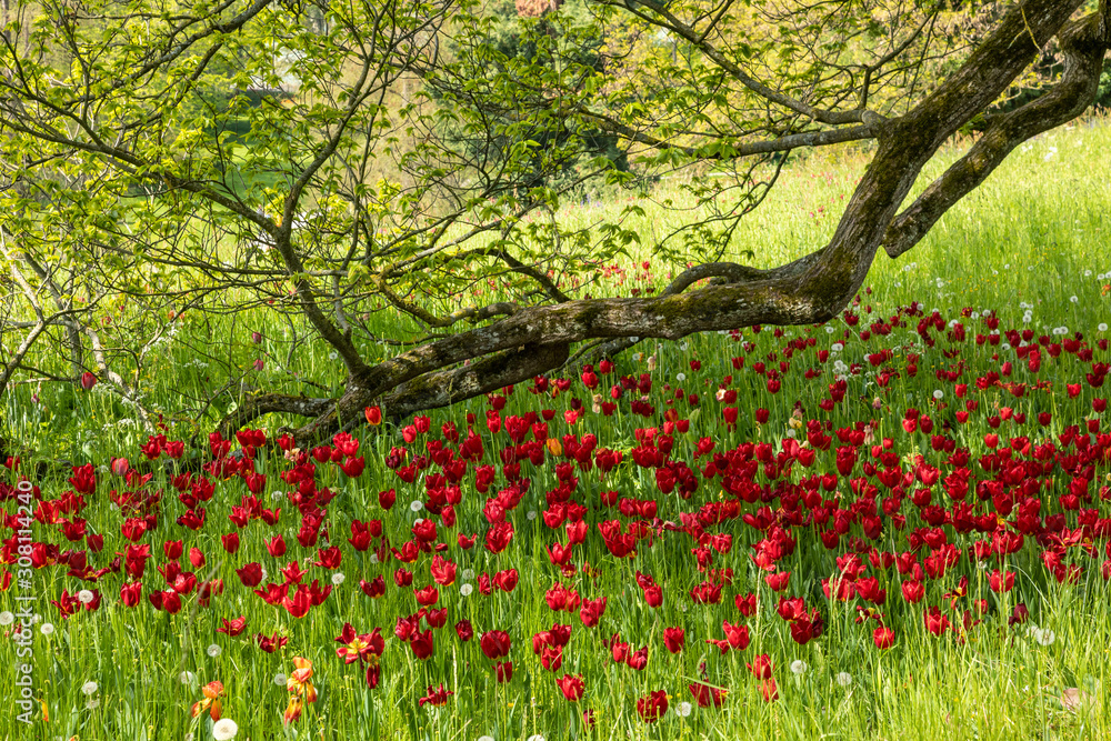 Colourful tulips in spring