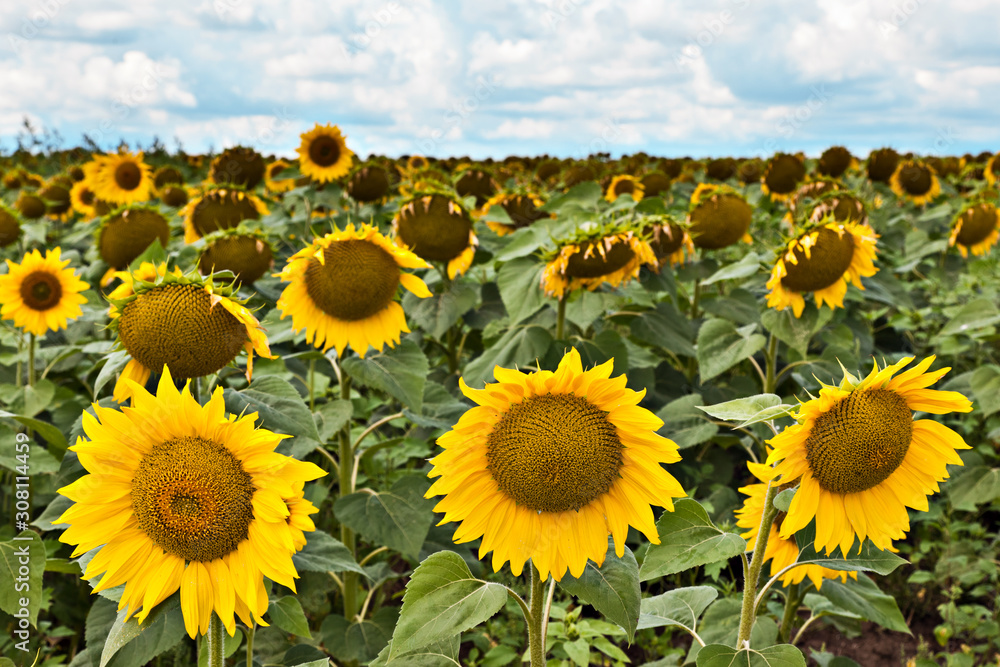 Fototapeta premium Field of blooming sunflowers against the blue sky