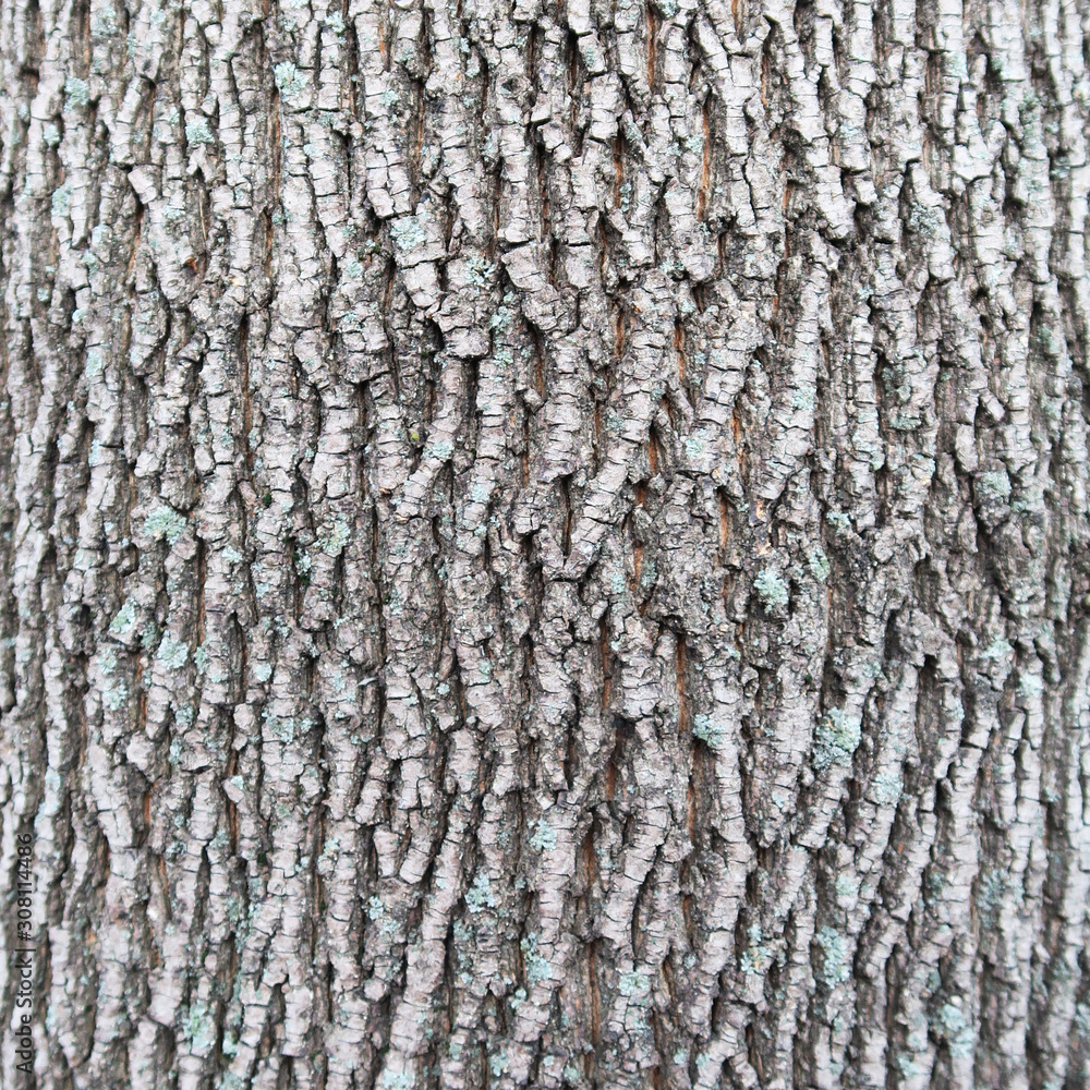 Photo tree bark covered with moss close-up. The tree trunk is brown, green, moss, rough pattern and cracks. Picture moss on a tree. Moss or lichen on the tree pattern. Photo tree bark covered with moss close-up. The tree trunk is brown, green, moss, rough pattern and cracks. Picture moss on a tree. Moss or lichen on the tree pattern.