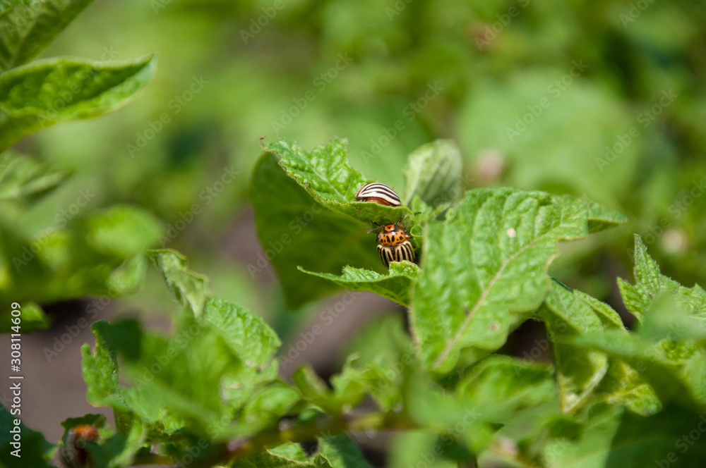Young sprouts of a potato plant with a pest by a Colorado potato beetle in a field. Selective focus. Young sprouts of a potato plant with a pest by a Colorado potato beetle in a field. Selective focus.
