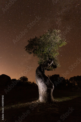 holm oak at night with stars, in the natural park of Cornalvo, Extremadura, Spain photo