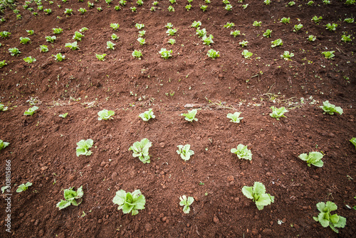 Agricultura colombiana en el municipio de Marinilla Antioquia; zanahoria, repollo, tomate y diversas verduras que se producen en las montañas antioqueñas 