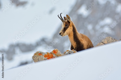 Chamois in the snow on the peaks of the National Park Picos de Europa in Spain.