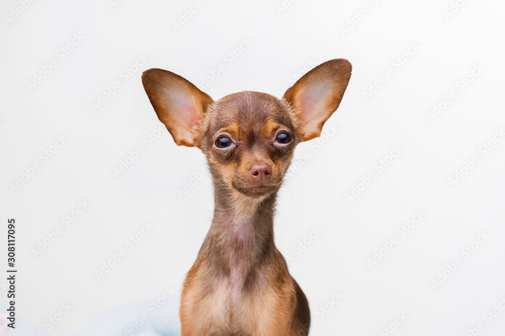 Portraite of cute puppy. Little smiling dog on gray background. Free space for text.