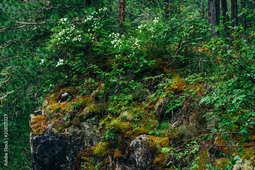 Beautiful mystery taiga with rich flora on high mossy cliff. Big rocky wall with thick moss among fresh greenery in woodland. Big rocks with moss. Atmospheric green forest landscape to highland woods.