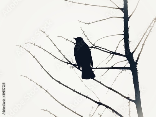 bird on the tree in black and white 