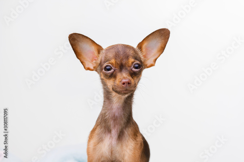 Portraite of cute puppy. Little smiling dog on gray background. Free space for text. © KDdesignphoto