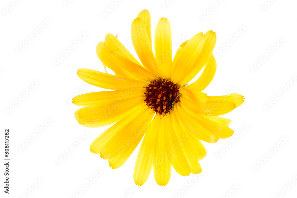 Yellow Blossom Stock Photo | Adobe Stock