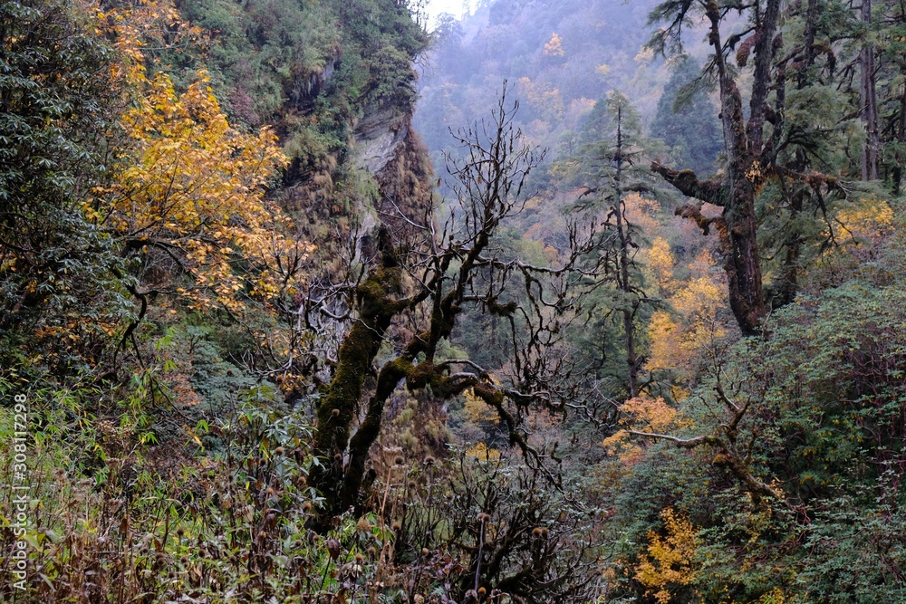 Amazing green tropical forest with bamboos, palms and woody ferns and giant rhododendrons. During trekking around Ghorepani. . Amazing green tropical forest with bamboos, palms and woody ferns and giant rhododendrons. During trekking around Ghorepani. .