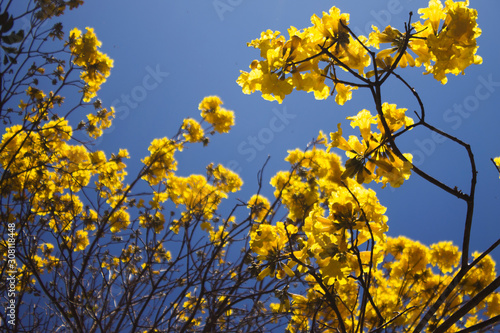 Handroanthus chrysotrichus, synonym Tabebuia chrysotricha, commonly known as the golden trumpet tree, is a tree from Brazil.