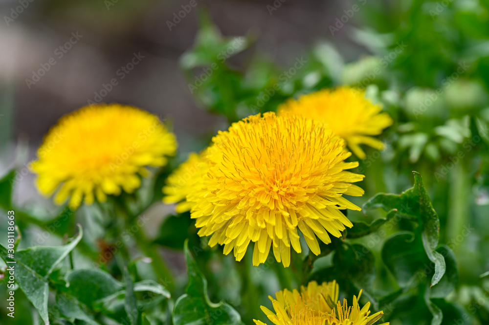 close up on spring flower dandelion in sweden close up on spring flower dandelion in sweden