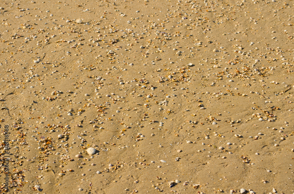 Sand and cockleshells Sand and cockleshells