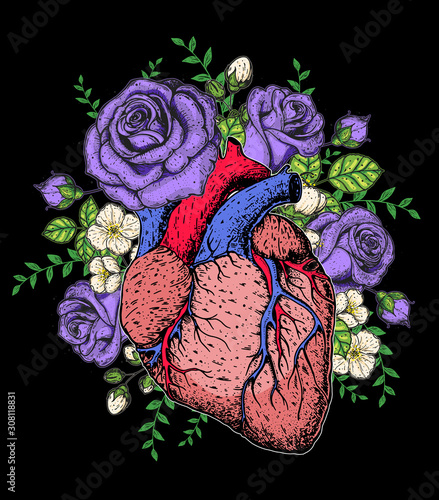 Heart and rose flower hand drawn. Vintage vector illustration. Anatomical heart. Isolated colorful heart illustration.