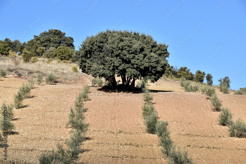 Nice lonely oak among the young olive trees in autumn