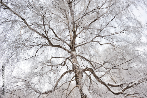 Trees and branches covered with snow and hoarfrost in a city park in the morning in cloudy weather.