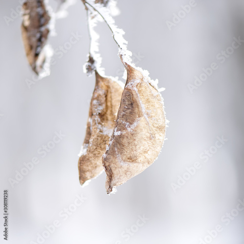branch with dry foliage covered with snow and hoarfrost on a light blurry background.