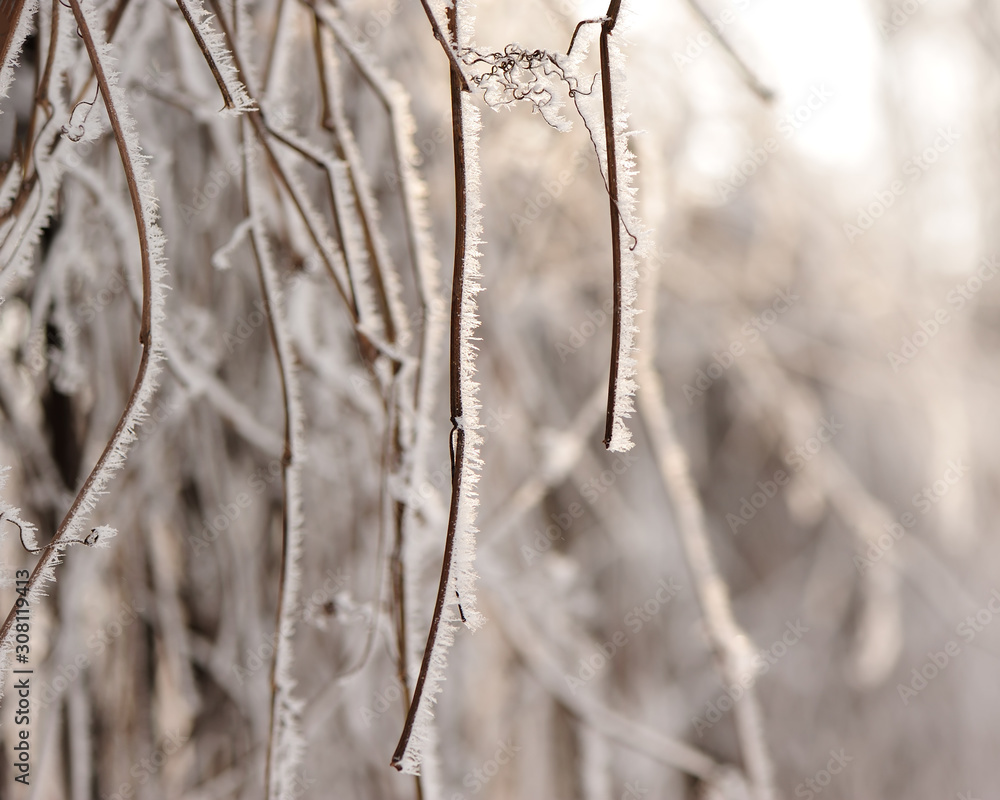 Thickets of wild grapes are covered with hoarfrost and snow. Thickets of wild grapes are covered with hoarfrost and snow.