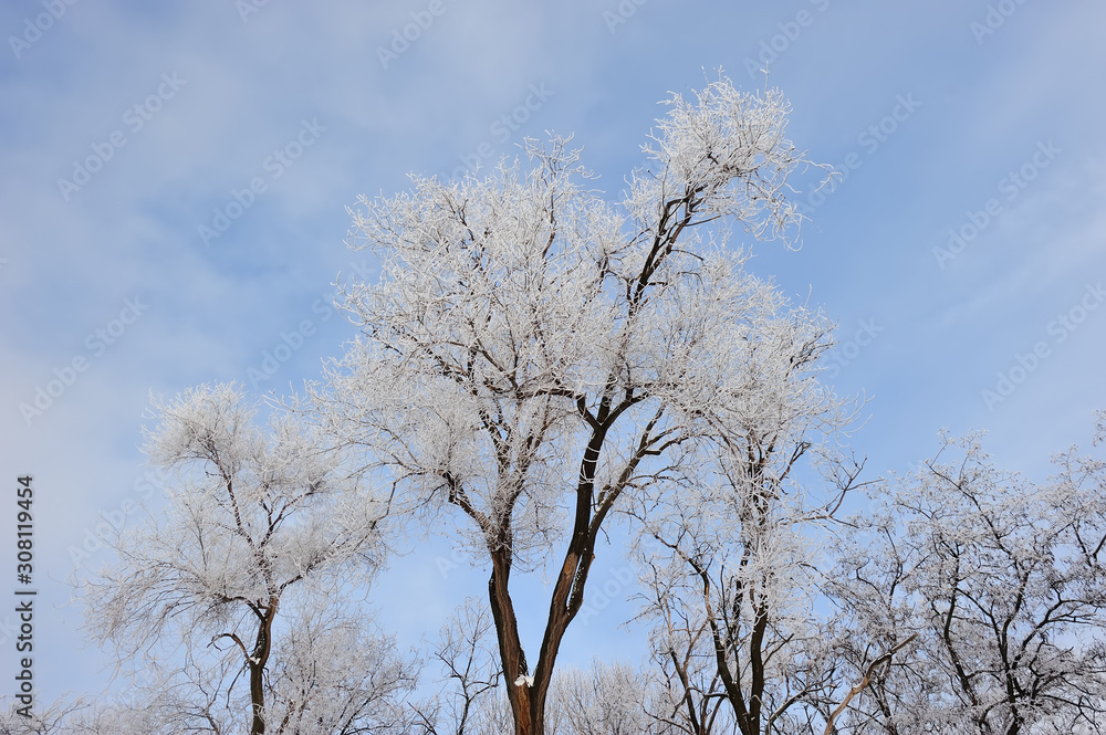 Trees and branches covered with snow and hoarfrost in a city park in the morning in cloudy weather. Trees and branches covered with snow and hoarfrost in a city park in the morning in cloudy weather.