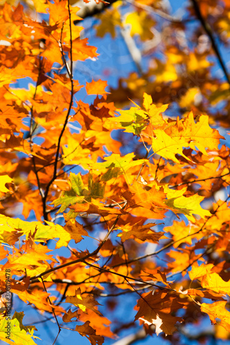 Yellow leaves in the atumn in front of a blue sky.
