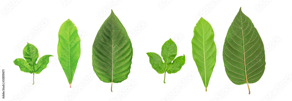 Different tropical leaves on white background
