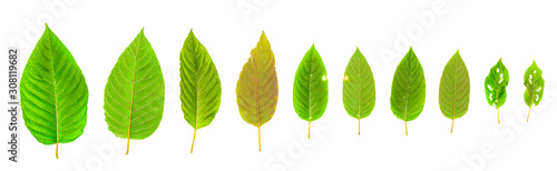 Different tropical leaves on white background