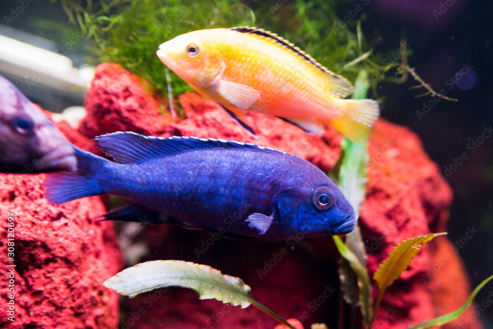 Blue Regal Peacock Cichlid (Aulonocara stuartgranti Cobue) Stock Photo |  Adobe Stock