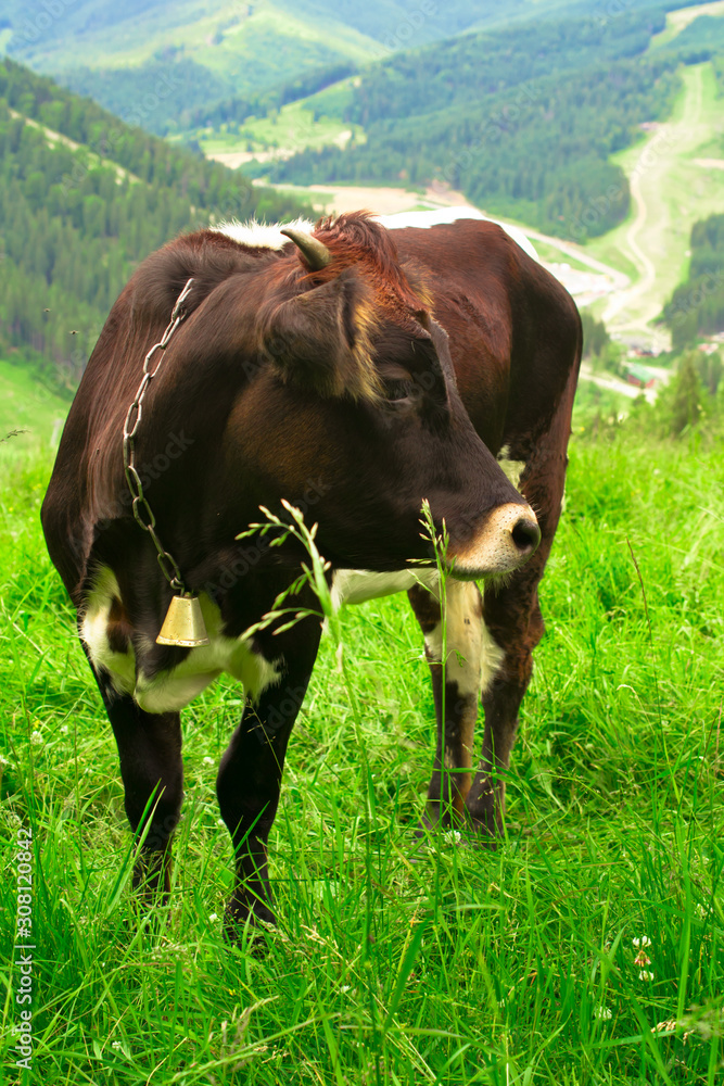 Cow on a meadow Cow on a meadow