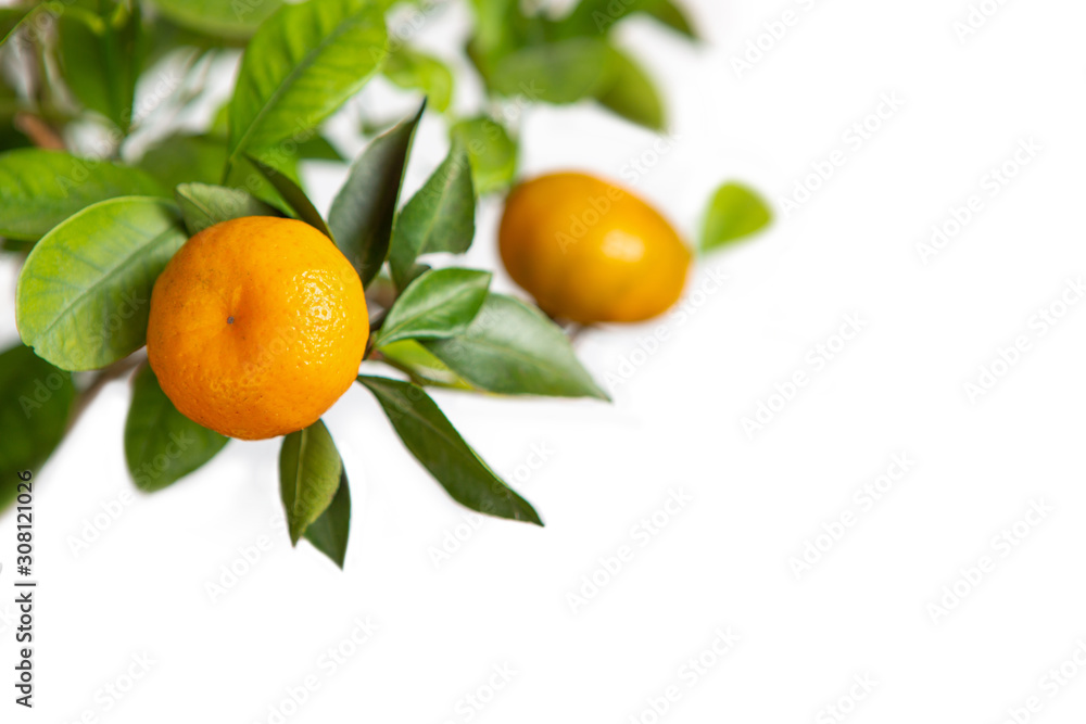 Tangerines on a branch, white isolated background. Copy space. Citrus fruits growing on a tree. Tangerines on a branch, white isolated background. Copy space. Citrus fruits growing on a tree.