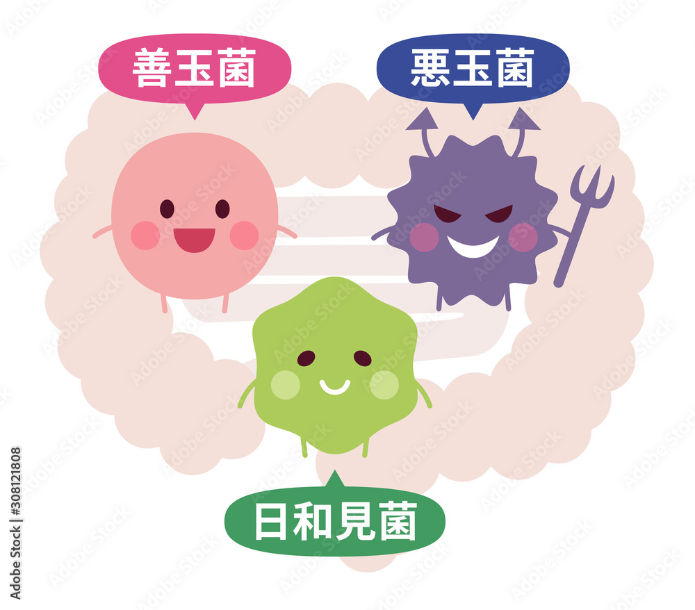 腸内の善玉菌 悪玉菌 日和見菌 Stock Vector Adobe Stock