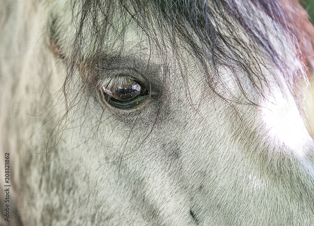 Fototapeta Eye of a horse close-up. Pet.