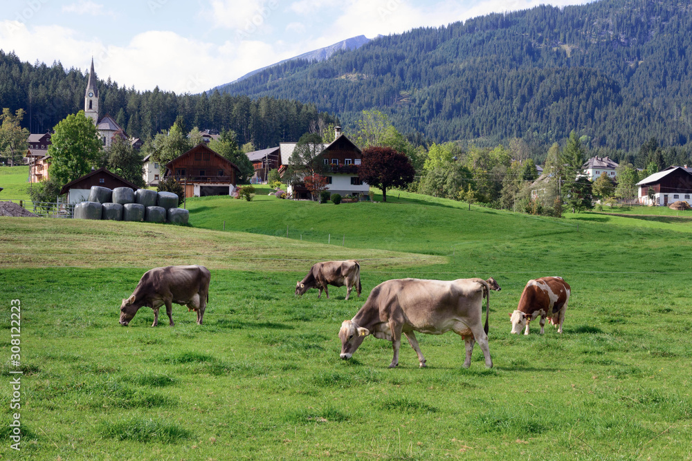 A cows grazes in a green meadow. Early morning in Austria. Traditional Austrian landscape: mountains, cozy houses and green lawns. Euro trip. Feeling of calm and stability.