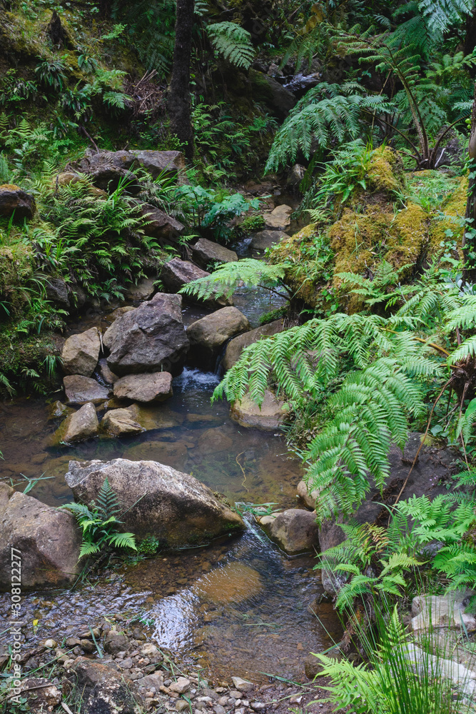 San Miguel, Portugal. Thermal springs, unique trees in Caldera Velha, Azores. San Miguel, Portugal. Thermal springs, unique trees in Caldera Velha, Azores.