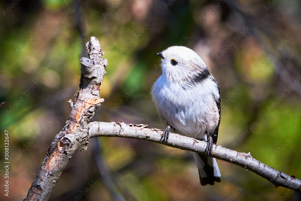 Long-tailed Tit (Aegithalos caudatus) Sitting on a branch Long-tailed Tit (Aegithalos caudatus) Sitting on a branch