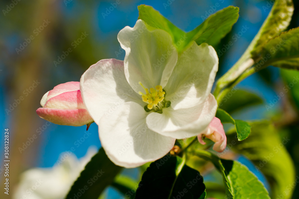 Obraz premium Flowering fruit tree