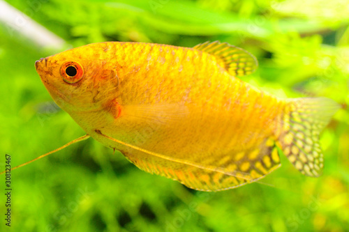 Gold Gourami Trichogaster trichopterus . Fish tank concept 