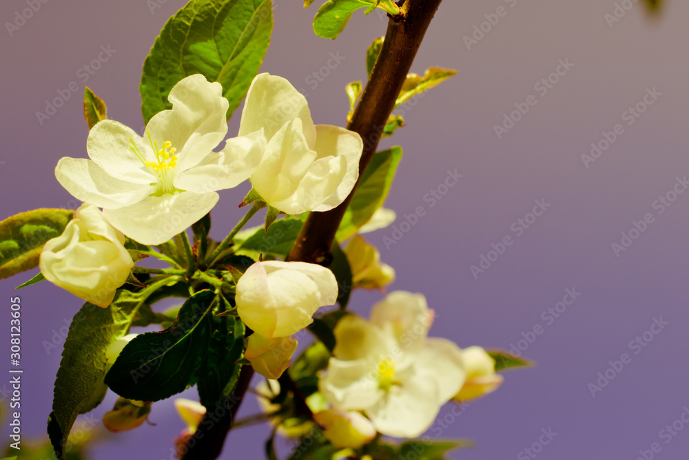 Fototapeta premium Flowering fruit tree