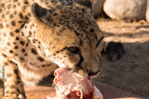 Photography Cheetah - Namibia