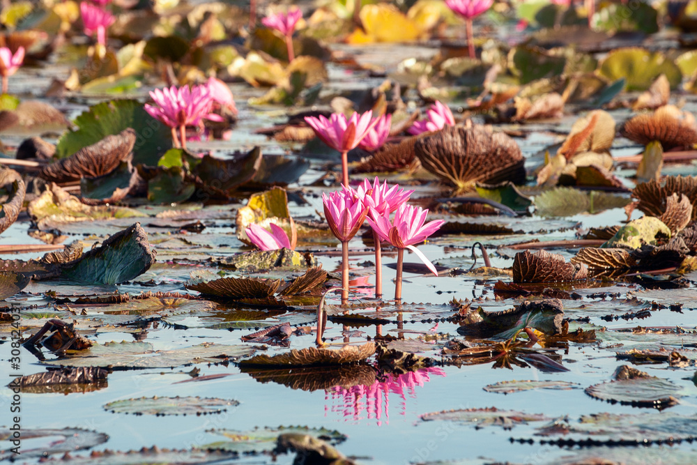 Udon Thani, Lake Nong Han Kumphawaki or Red Lotus Sea is Thailand's largest and famous pink lotus lake Udon Thani, Lake Nong Han Kumphawaki or Red Lotus Sea is Thailand's largest and famous pink lotus lake
