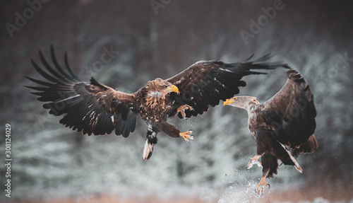 Fight of white-tailed eagles