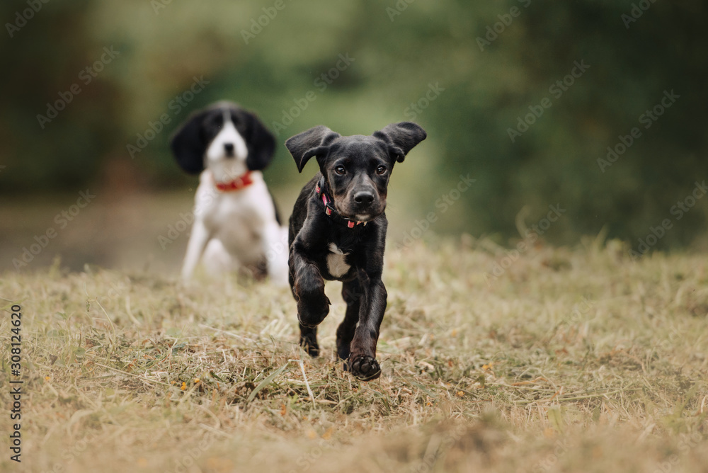 black mixed breed puppy running outdoors in summer