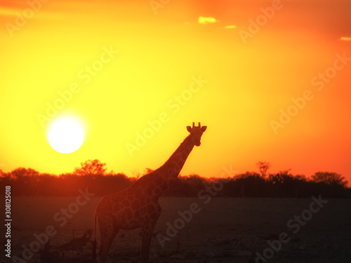 giraffe in front of the sun during beautiful sunset