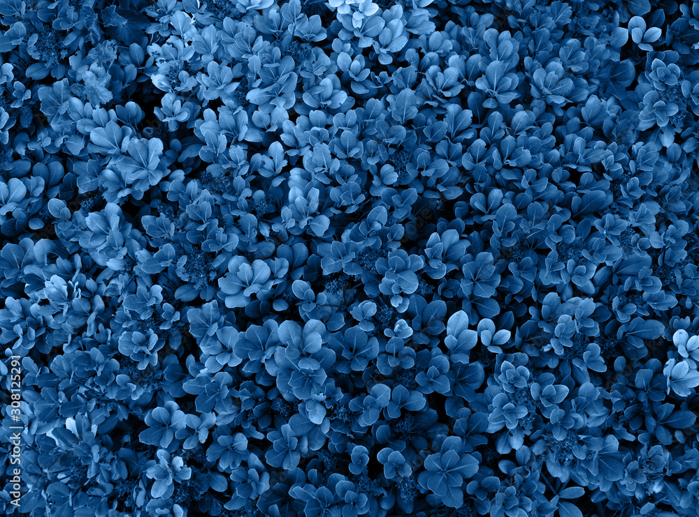 Blue leaves textured background. Color of the year concept. Color of 2020 year - classic blue. Texture from plants. Greenery background toned in blue Blue leaves textured background. Color of the year concept. Color of 2020 year - classic blue. Texture from plants. Greenery background toned in blue