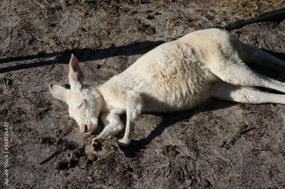 Obraz premium カンガルー