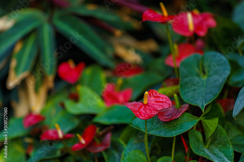 green vegeration, detail of rain forest plant, photo