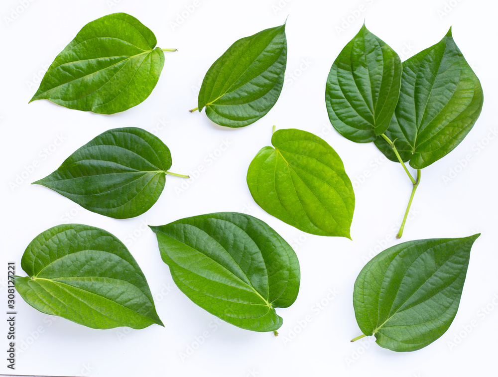 Green betel leaves, Fresh piper betle on white Green betel leaves, Fresh piper betle on white