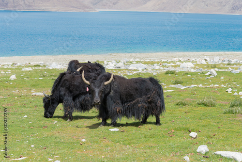 Ladakh, India - Aug 08 2019 - Yak at Pangong Lake in Ladakh, Jammu and Kashmir, India. The Lake is an endorheic lake in the Himalayas situated at a height of about 4350m. photo