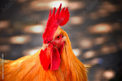 close up of a rooster in a farm