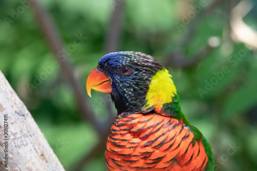 Close up of a Lorikeet perched on a branch